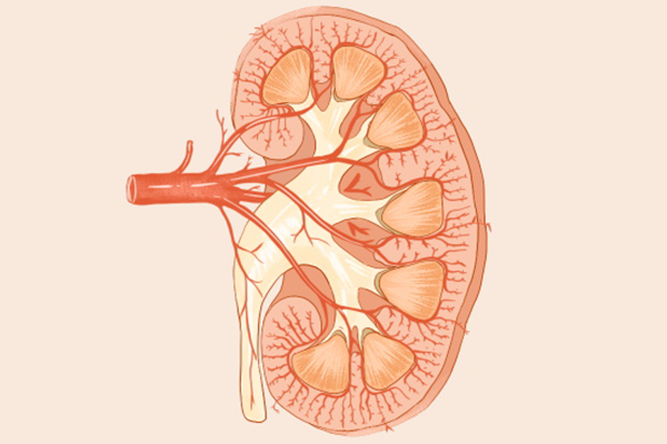 桑葚泡水用多少度开水