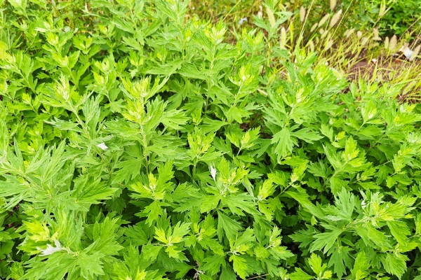 端午节为什么要挂艾草