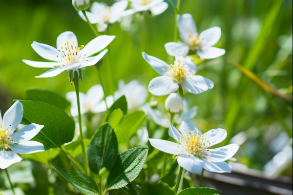 艾草与白头翁草的区别有哪些