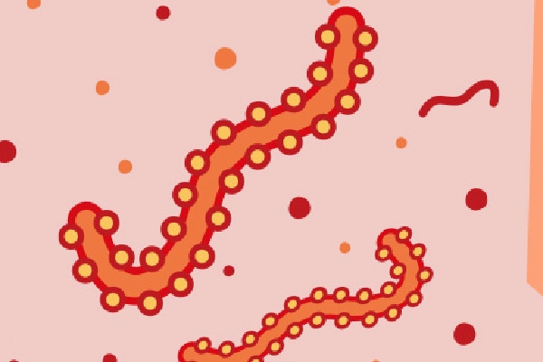 食脑虫得病率高吗