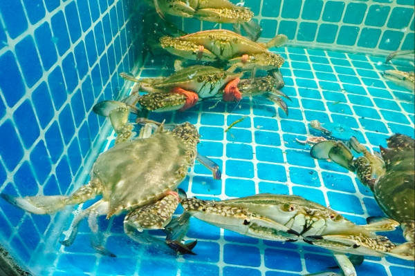 梭子蟹有阿米巴原虫吗，能吃吗