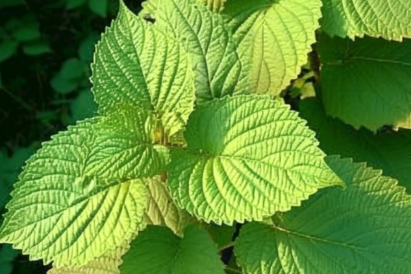 苏子叶怎么保存