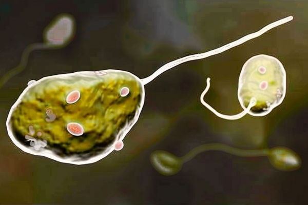 食脑虫怎么感染的