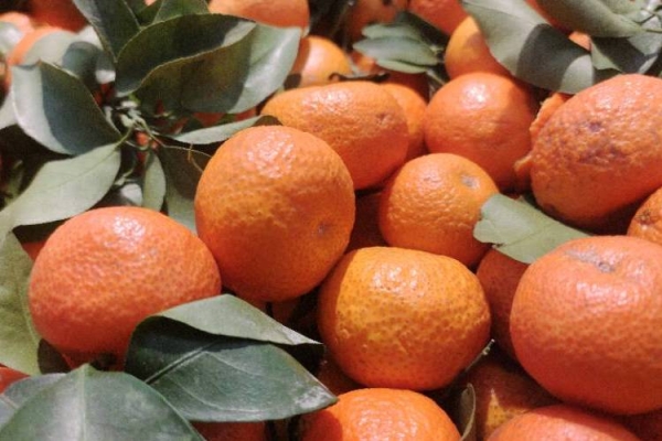 蜜桔与蜂蜜混合饮用可以吗