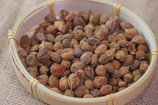 益智仁可以补肾吗