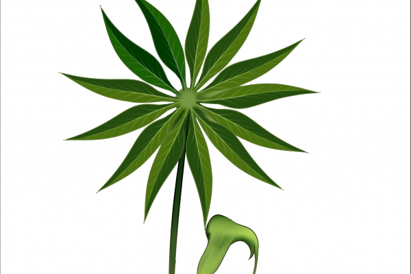 制天南星的副作用有哪些