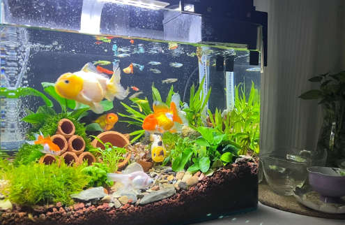 风水鱼死了会破财吗1