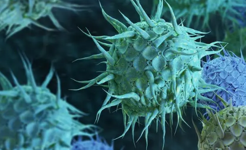 念珠菌是男人传染的吗1