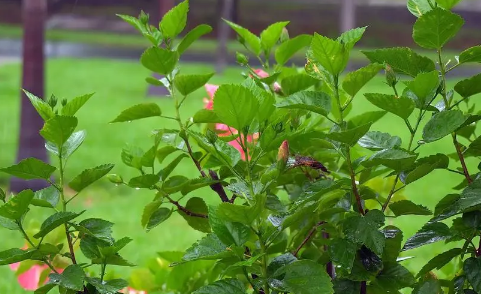 2023年杭州夏天经常下雨吗1