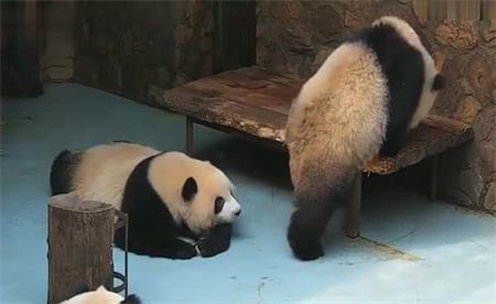 ​大熊猫干架你打你的我吃我的 大熊猫打架为何都这么可爱？
