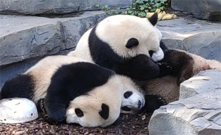 ​大熊猫干架你打你的我吃我的 大熊猫打架为何都这么可爱？