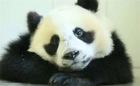 ​大熊猫发呆时一般在想什么？