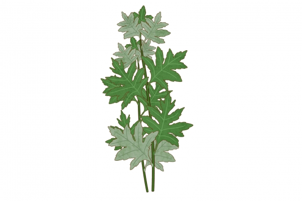 艾叶米果的功效与作用、禁忌和食用方法