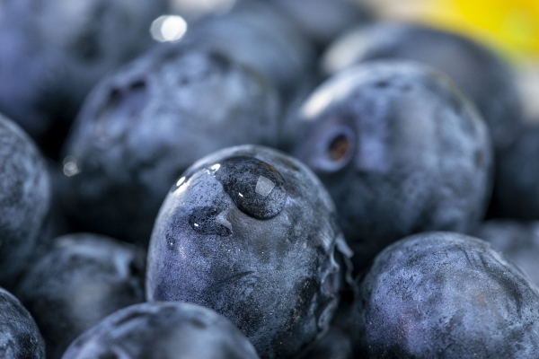 蓝莓干的功效与作用、禁忌和食用方法