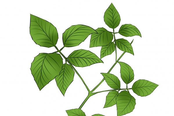 五爪龙的功效与作用、禁忌和食用方法