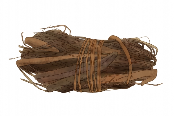 五爪龙的功效与作用、禁忌和食用方法