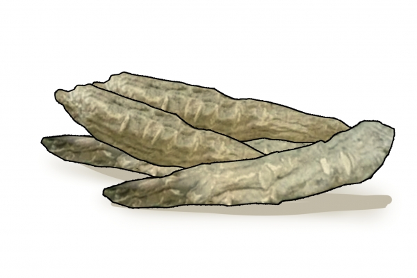 一枝蒿的功效与作用、禁忌和食用方法