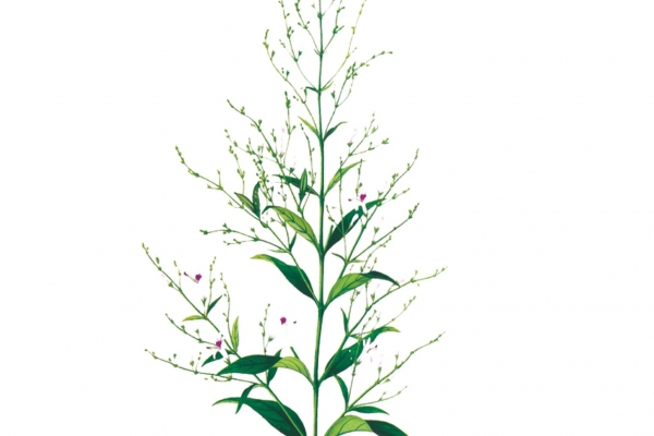 田七菜的功效与作用、禁忌和食用方法