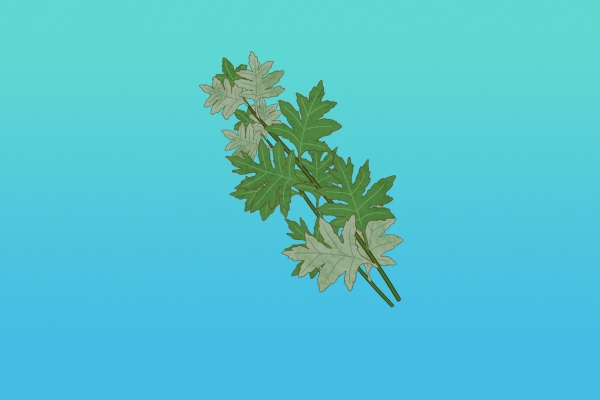 野艾蒿的功效与作用、禁忌和食用方法