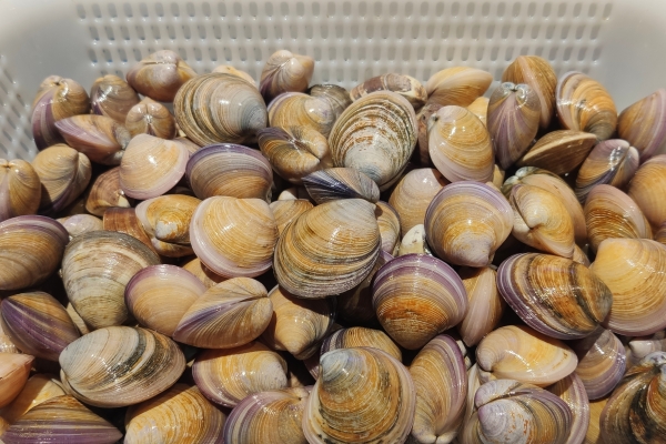 蛤蜊汤的功效与作用、禁忌和食用方法