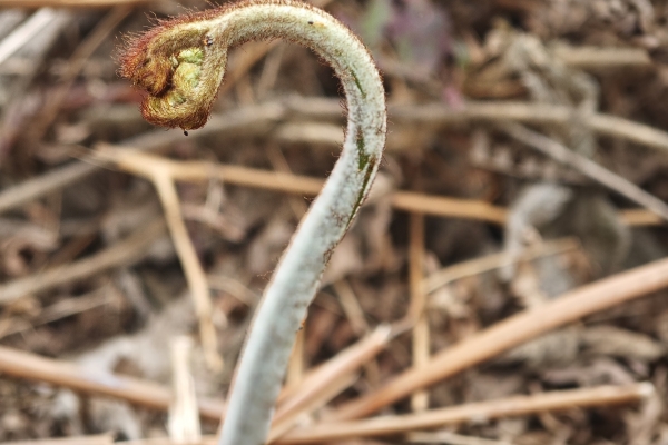 蕨菜的功效与作用、禁忌和食用方法