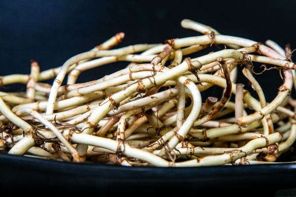 鱼腥草根的功效与作用、禁忌和食用方法