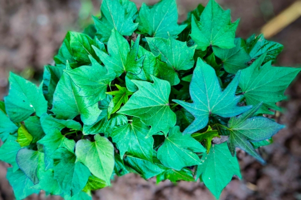 红薯叶的功效与作用、禁忌和食用方法