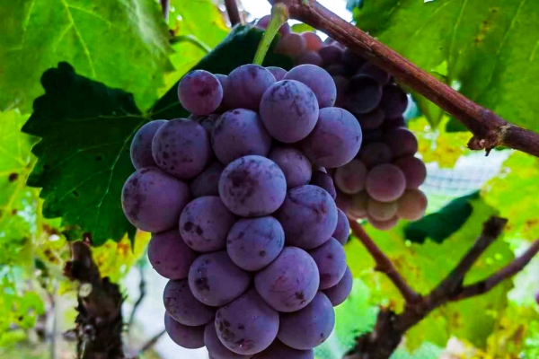 葡萄籽的功效与作用、禁忌和食用方法