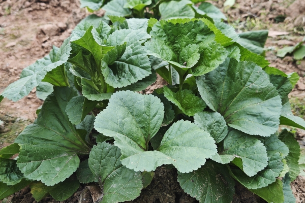 冬寒菜的功效与作用、禁忌和食用方法