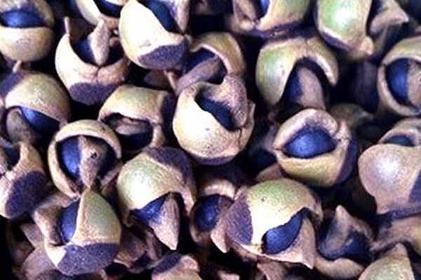 山茶油的功效与作用、禁忌和食用方法