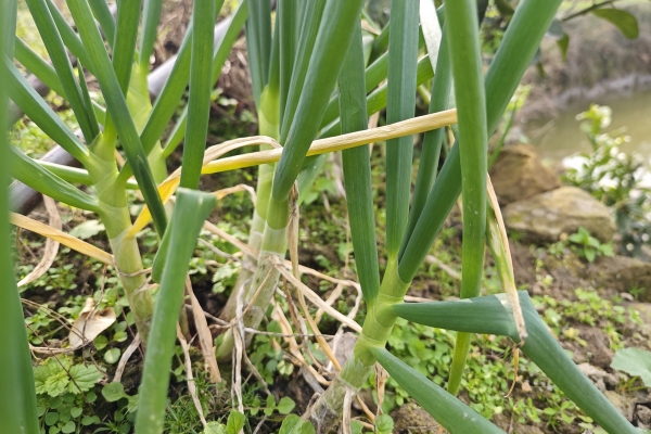 香葱的功效与作用、禁忌和食用方法