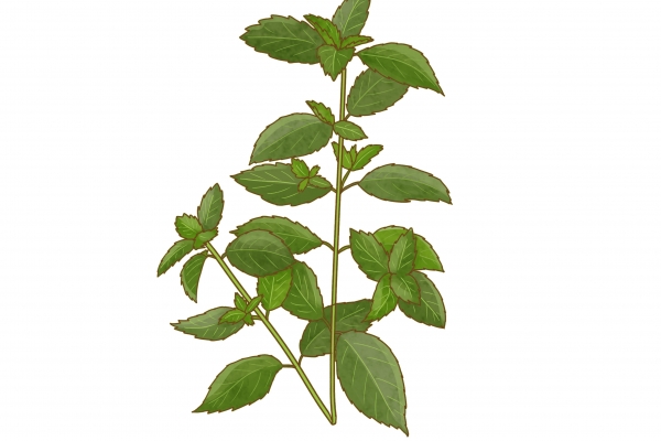 烧仙草的功效与作用、禁忌和食用方法