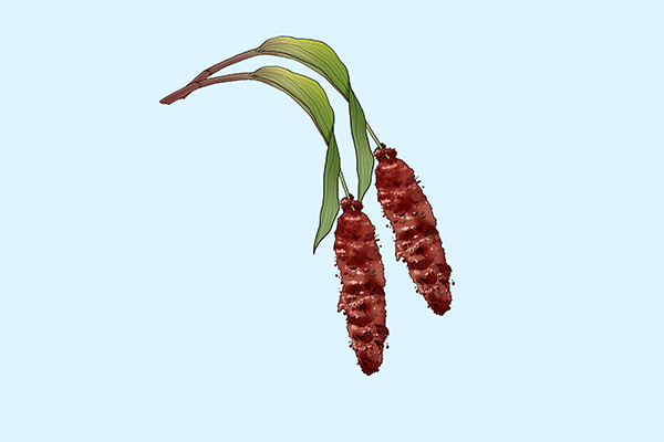 藜麦的功效与作用、禁忌和食用方法