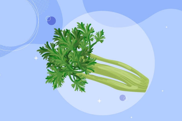 芹菜的功效与作用、禁忌和食用方法