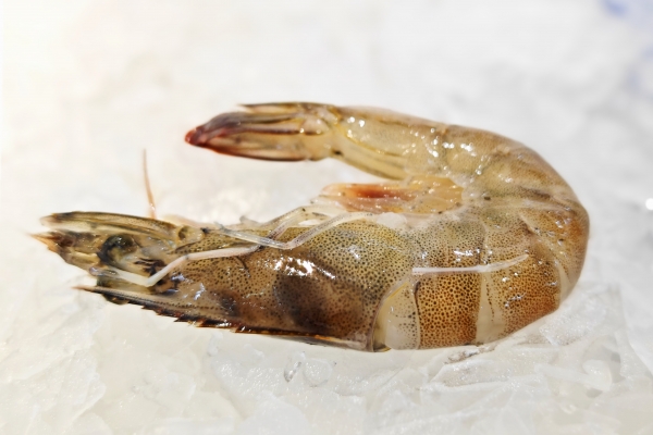 虾的功效与作用、禁忌和食用方法