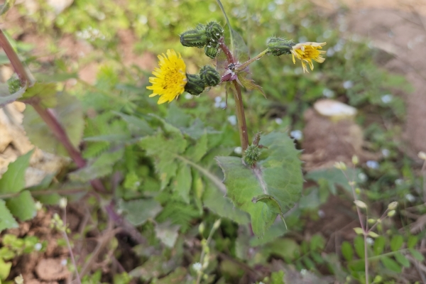 苦菜的功效与作用、禁忌和食用方法