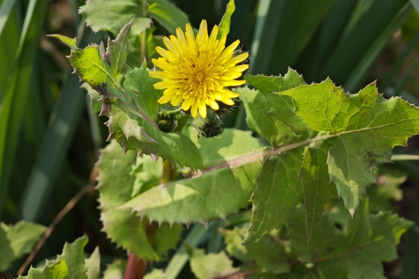苦菜的功效与作用、禁忌和食用方法