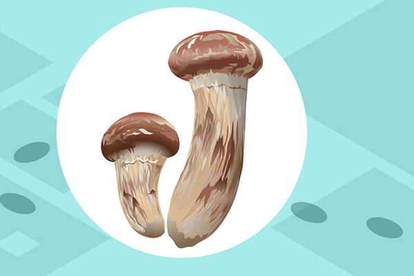 鸡腿菇的功效与作用、禁忌和食用方法