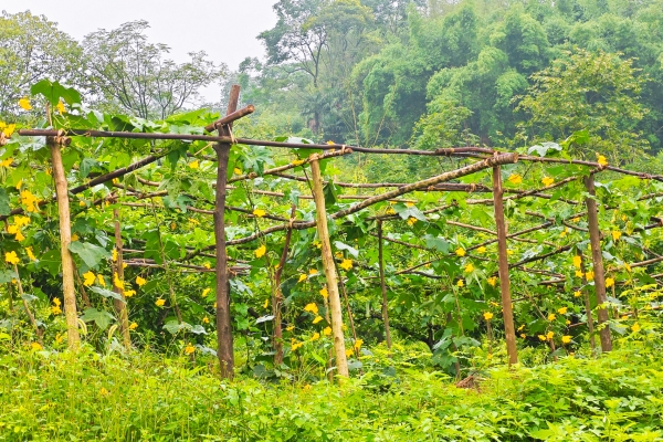 丝瓜子的功效与作用、禁忌和食用方法
