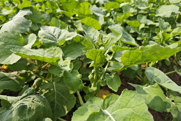 油菜的功效与作用、禁忌和食用方法