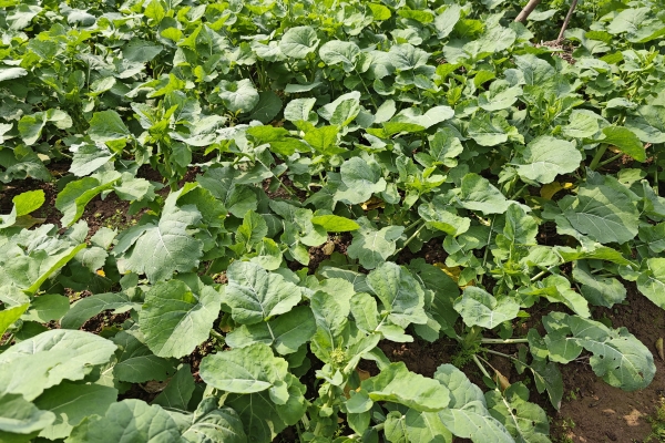 油菜的功效与作用、禁忌和食用方法