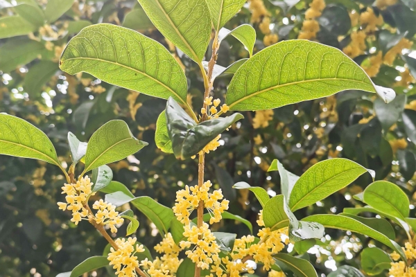 桂花的功效与作用、禁忌和食用方法