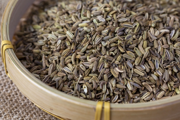 茴香的功效与作用、禁忌和食用方法