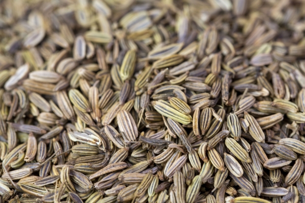 茴香的功效与作用、禁忌和食用方法