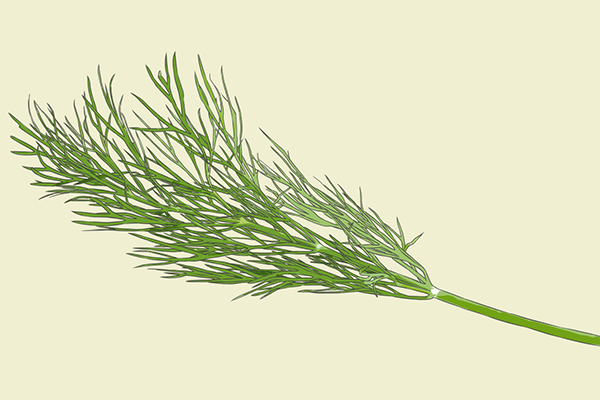 茴香的功效与作用、禁忌和食用方法