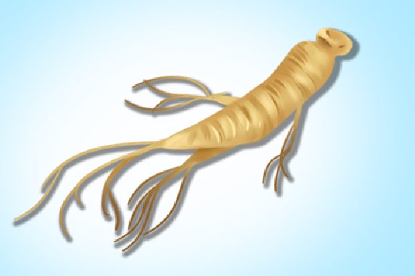 人参的功效与作用、禁忌和食用方法