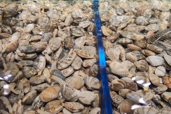 花蛤的功效与作用、禁忌和食用方法