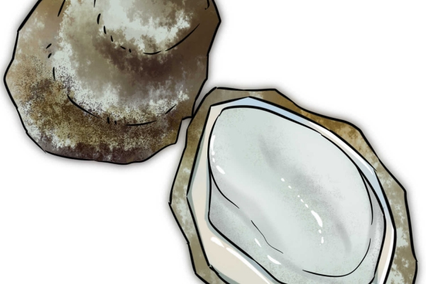 牡蛎的功效与作用、禁忌和食用方法