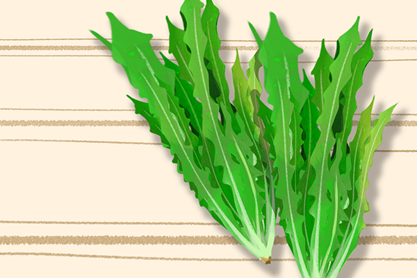 苦菊的功效与作用、禁忌和食用方法