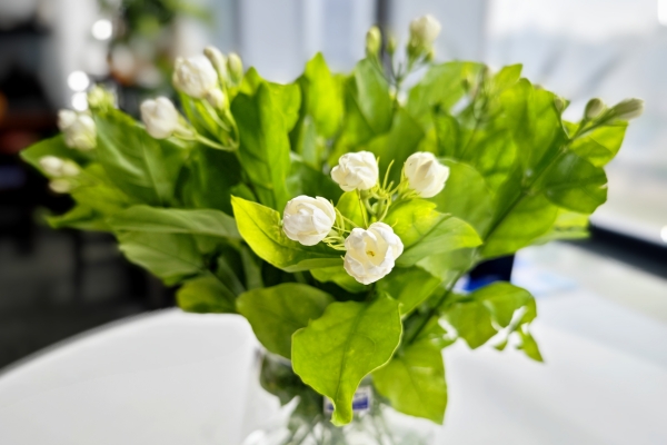 茉莉花茶的功效与作用、禁忌和食用方法